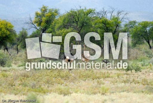 Strauss (2 von 11).jpg